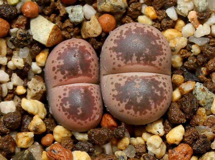 Lithops coleorum