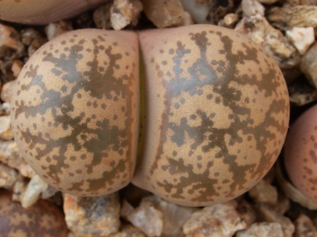 Lithops coleorum