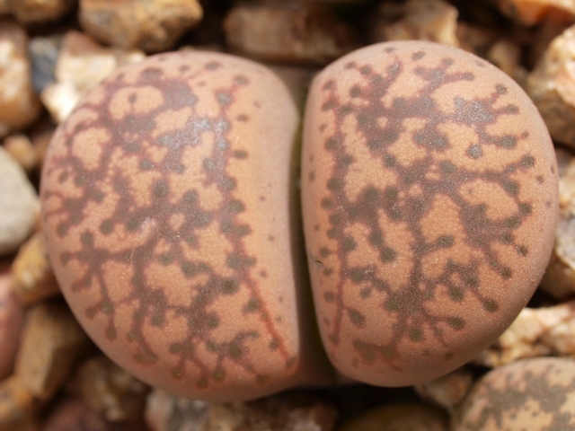 Lithops gesinae