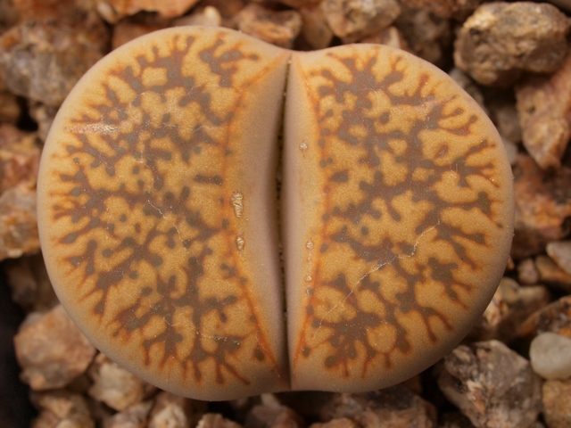 Lithops gesinae