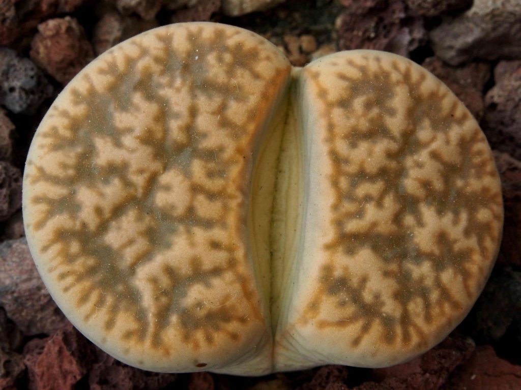 Lithops gesinae