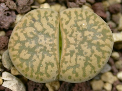 Lithops gesinae