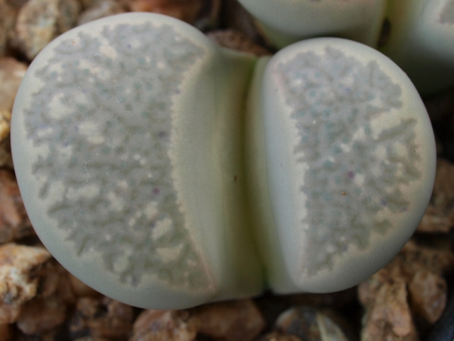 Lithops geyeri