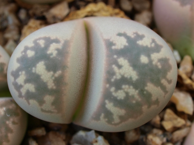 Lithops geyeri