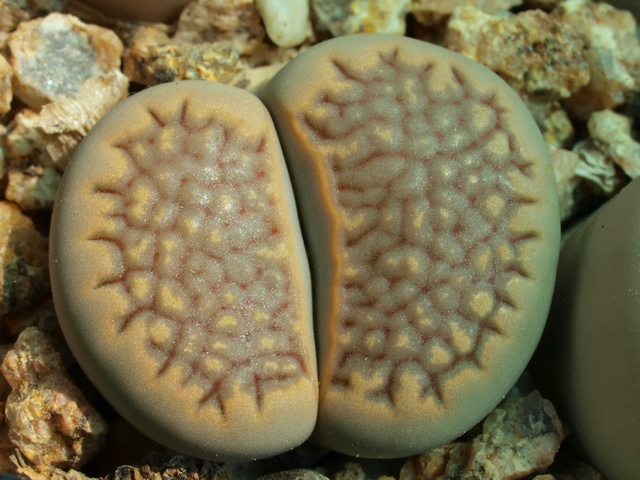 Lithops-hallii