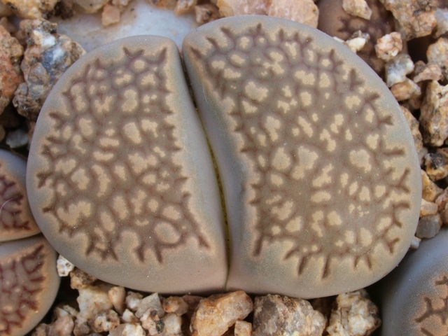 Lithops-hallii