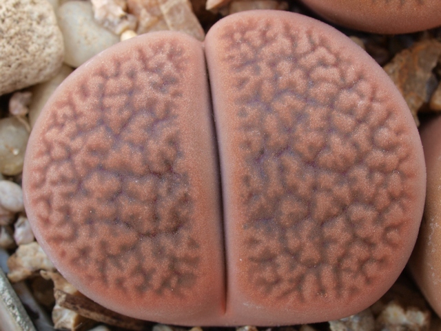 Lithops-hookeri