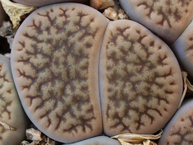 Lithops-hookeri