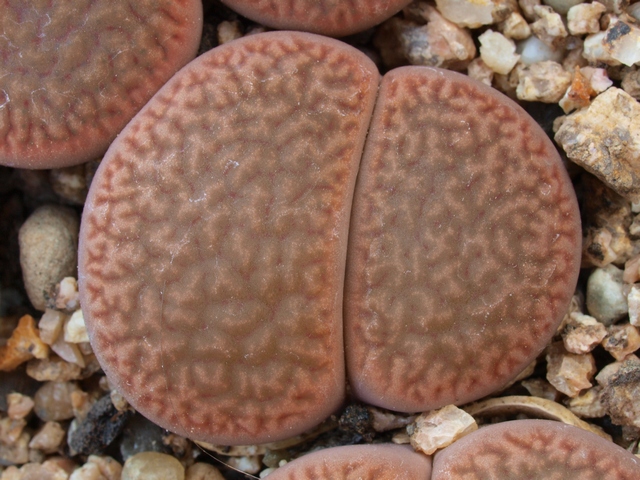 Lithops-hookeri