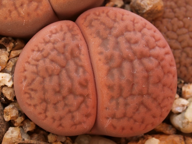 Lithops-hookeri