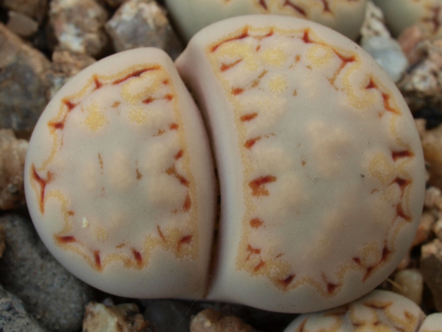 Lithops-julii