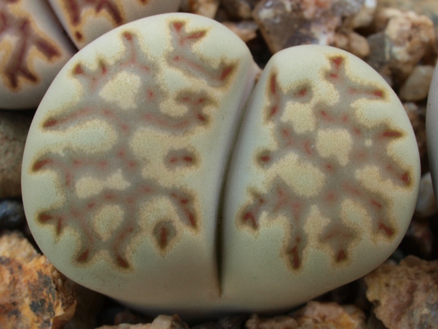 Lithops-julii