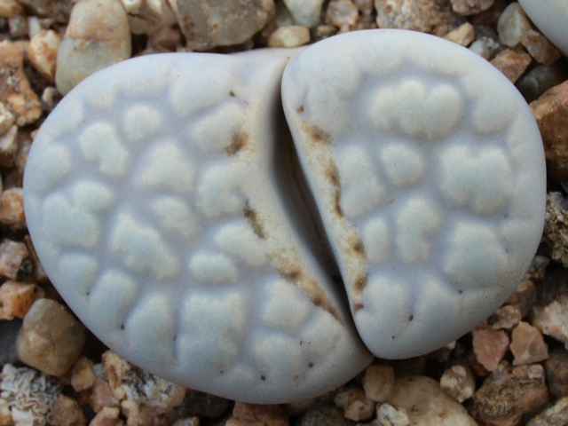 Lithops-julii