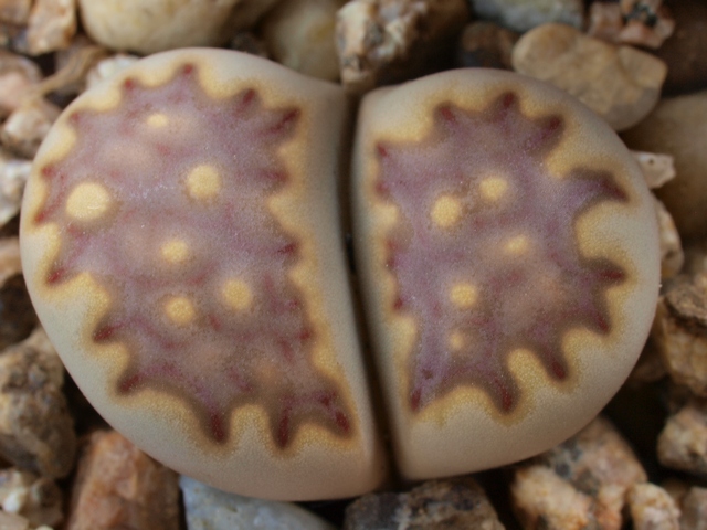 Lithops-julii