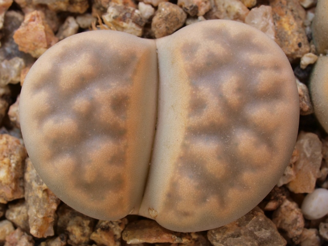 Lithops karasmontana