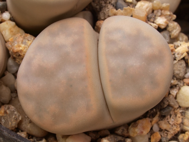 Lithops karasmontana