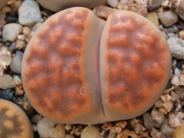 Lithops karasmontana