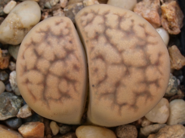 Lithops karasmontana