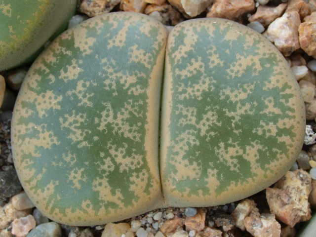 Lithops lesliei