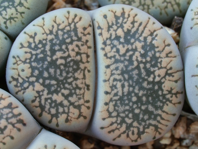 Lithops lesliei