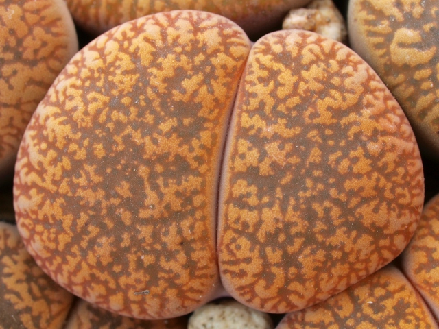 Lithops lesliei