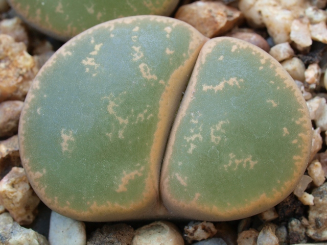 Lithops lesliei