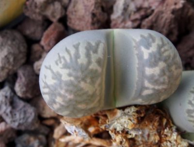 Lithops marmorata