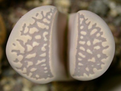 Lithops marmorata