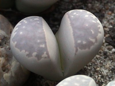 Lithops marmorata