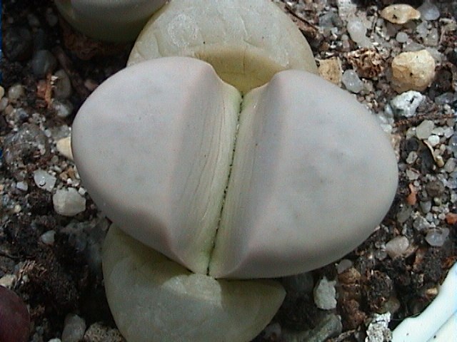 Lithops meyeri