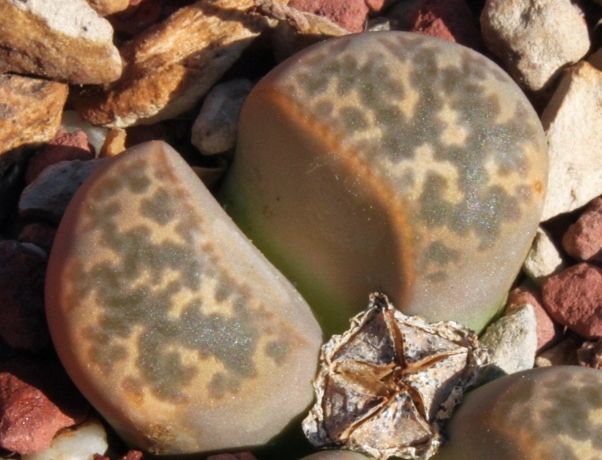 Lithops naureeniae