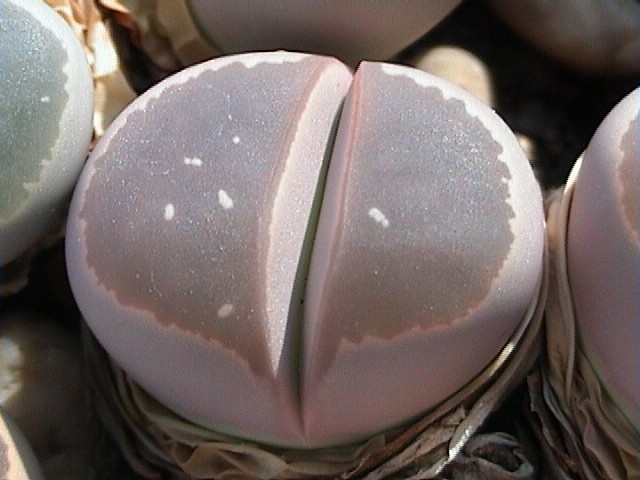 Lithops olivacea