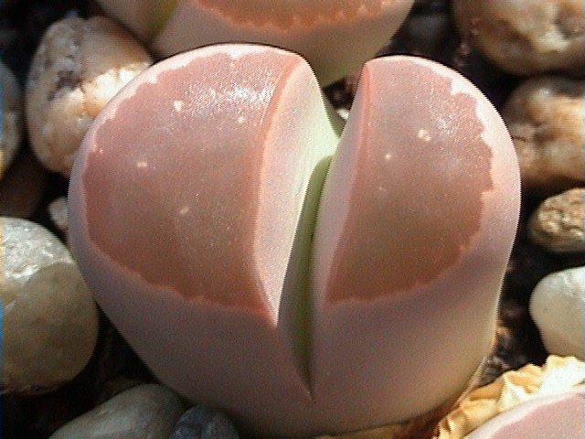 Lithops olivacea