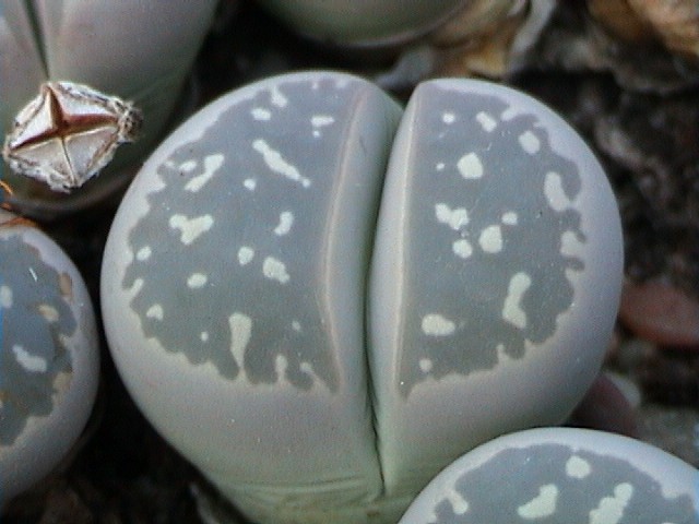 Lithops olivacea