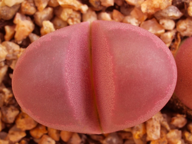 Lithops optica