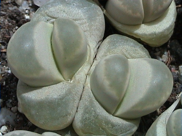 Lithops optica