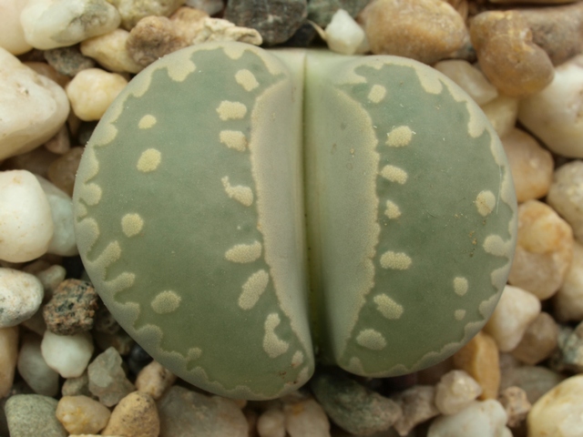 Lithops otzeniana