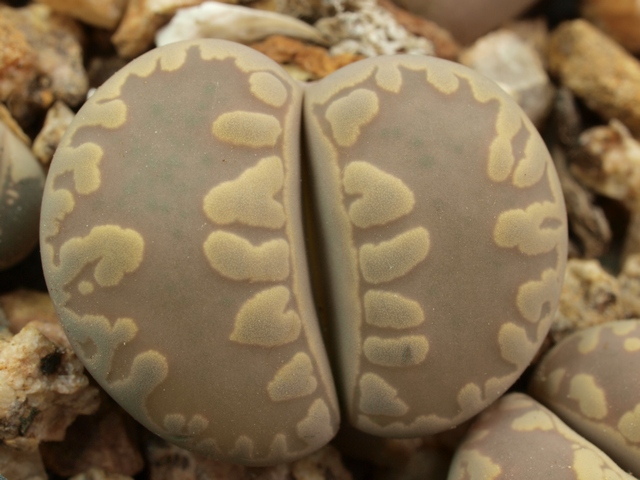 Lithops otzeniana