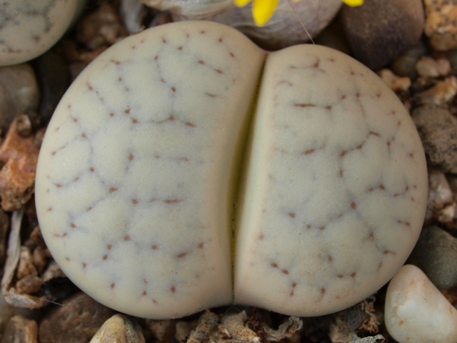 Lithops pseudotruncatella