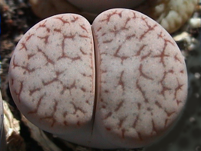 Lithops pseudotruncatella