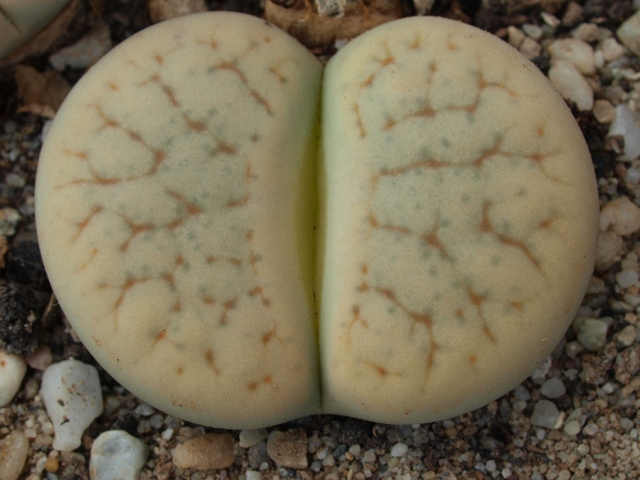 Lithops pseudotruncatella