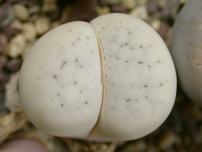 Lithops ruschiorum