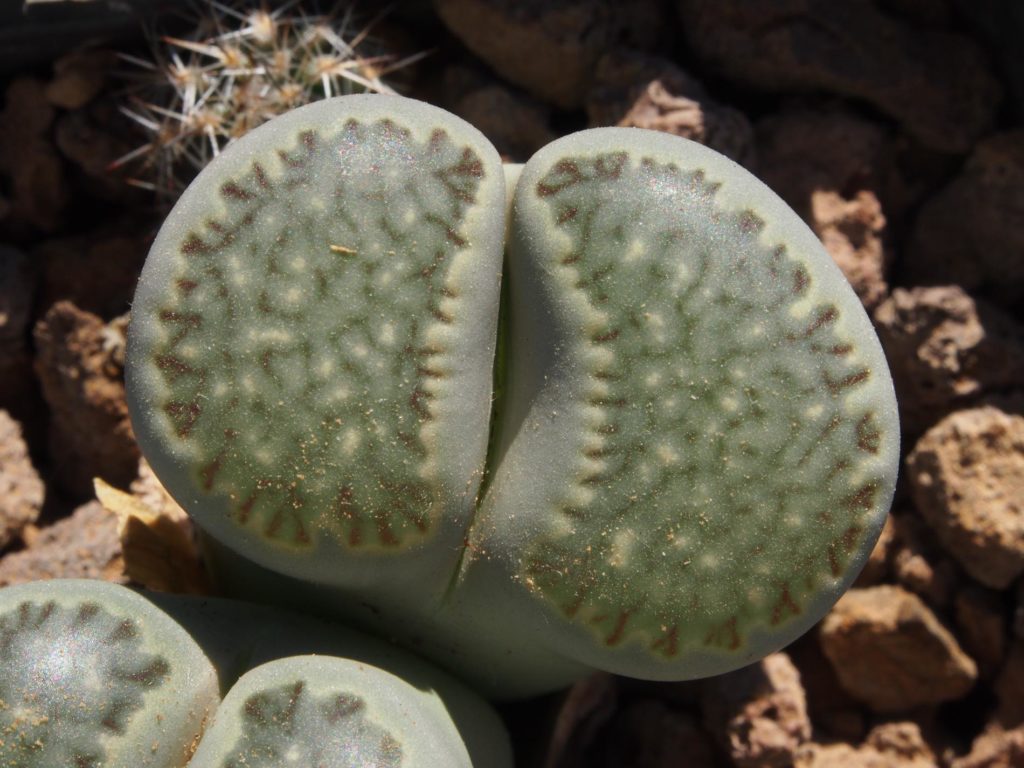 Lithops salicola