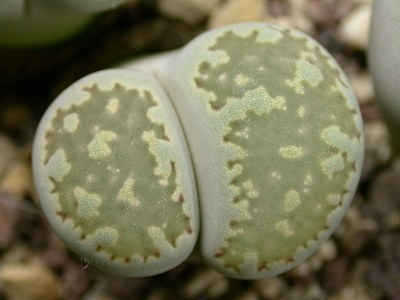 Lithops salicola