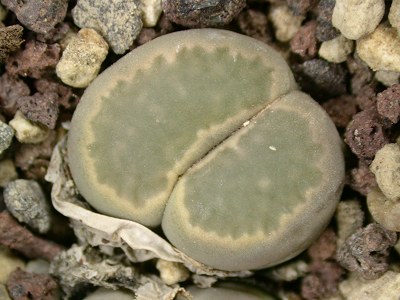 Lithops salicola