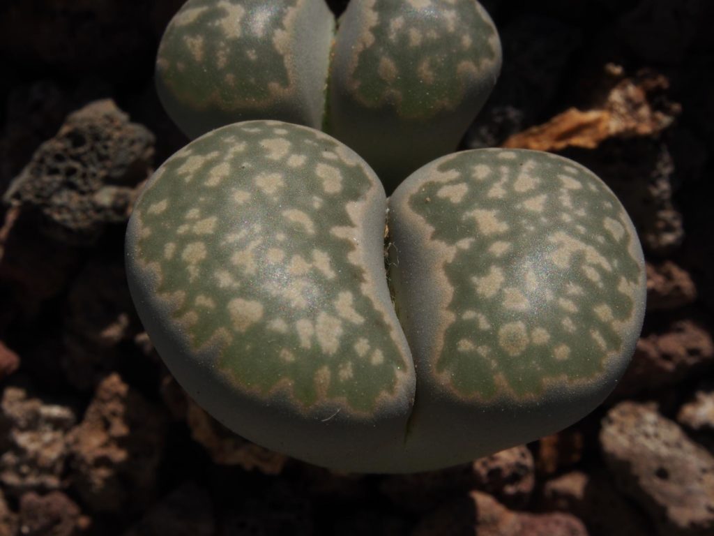 Lithops salicola