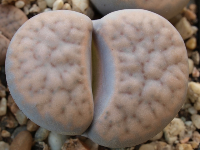 Lithops schwantesii