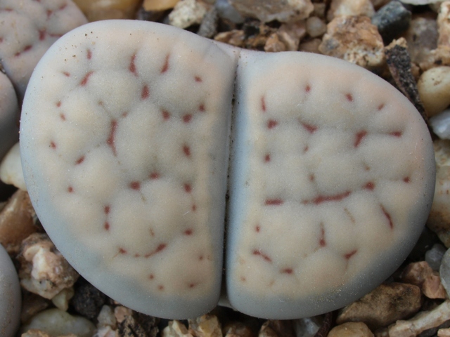 Lithops schwantesii