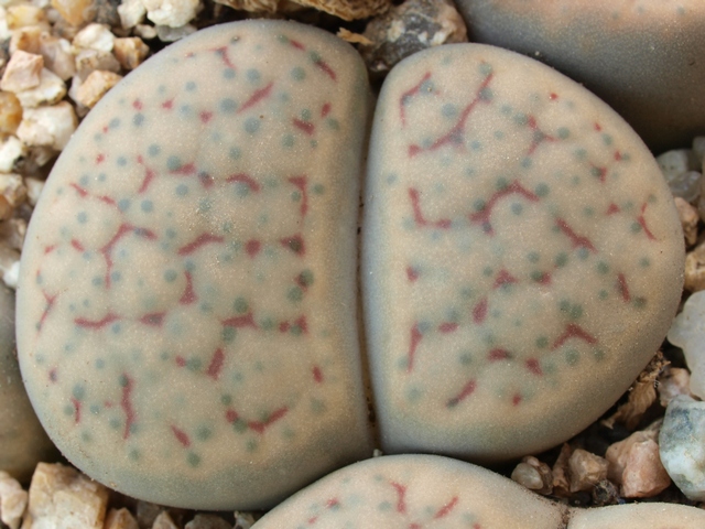 Lithops schwantesii