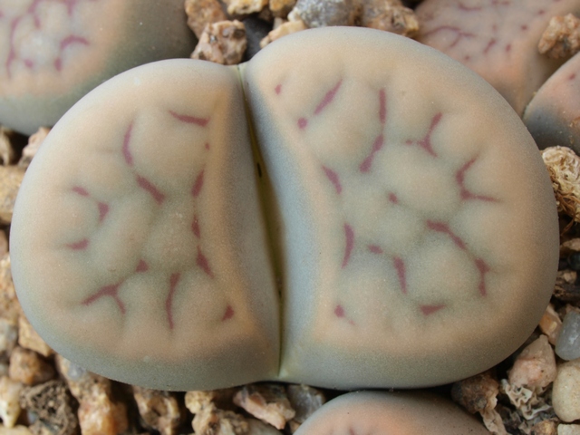 Lithops schwantesii